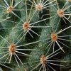 Rebutia _buiningiana _WR220_ 05